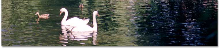 Swans, Public Garden