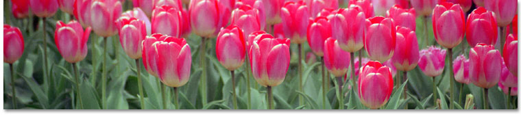 Tulips, Public Garden